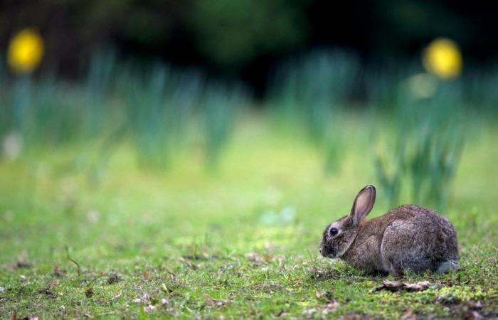 France’s first rabbit park to open in Rouen