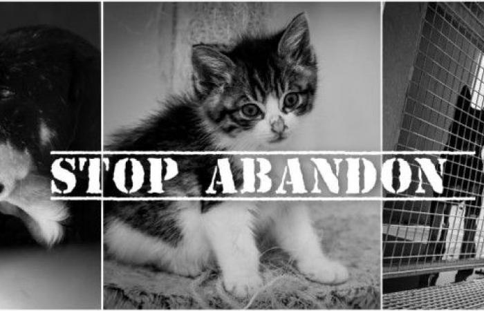 World Day Against Pet Abandonment