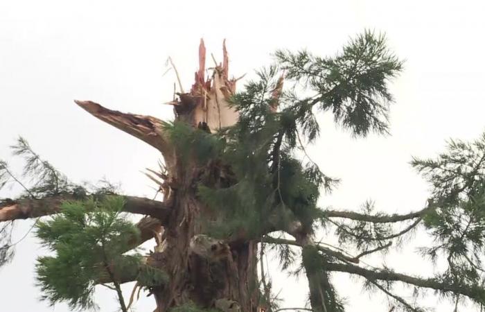 a hundred-year-old redwood tree struck by lightning falls on a restaurant