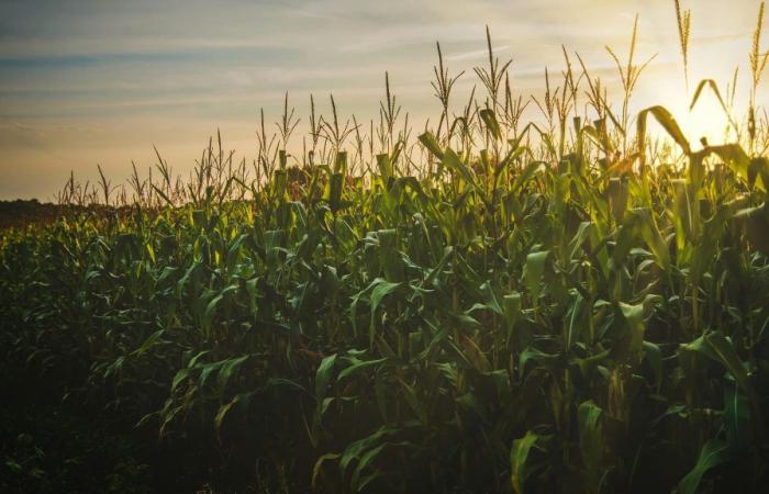 US corn at lowest since 2020, stocks and acreage higher than expected