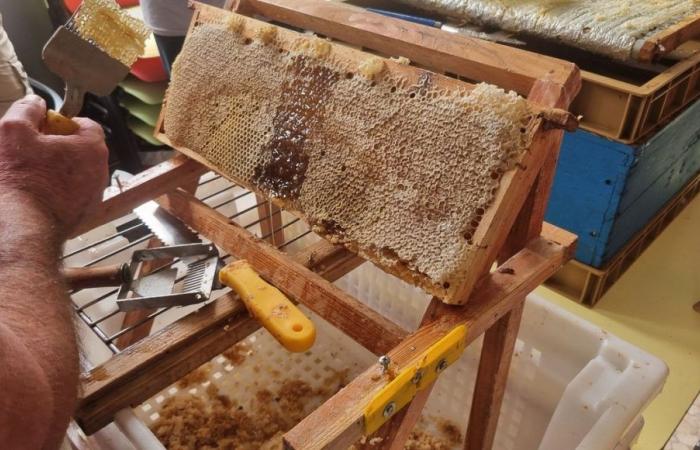 Beekeeping courses in Besançon, despite a gloomy season for honey harvests, due to rain