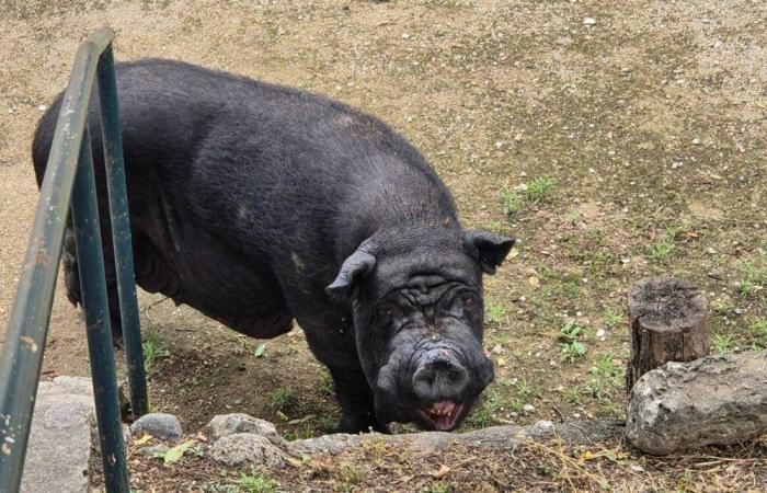 “He arrived very stressed”: where did this enormous black pig which recently wandered around Grasse come from?