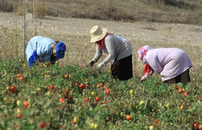 Organic farming: 300 additional hectares to be certified in the Béni Mellal-Khénifra region
