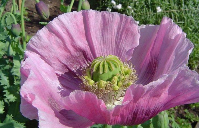 Poppy, periwinkle, foxglove…: these superactive plants are used in the composition of certain medicines