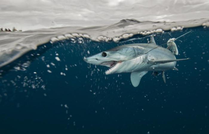 Sharks have learned to follow fishing boats instead of hunting, and that’s bad news