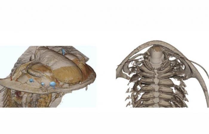 First. Among them, many Moroccans: researchers trace the shape of 515-million-year-old trilobite fossils discovered in the High Atlas