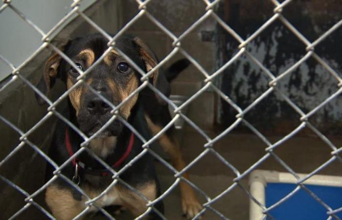 Even more animals abandoned in Montreal, worries the SPCA