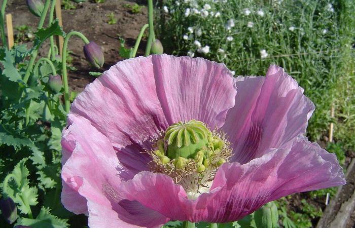 Poppy, periwinkle, foxglove…: these superactive plants are used in the composition of certain medications