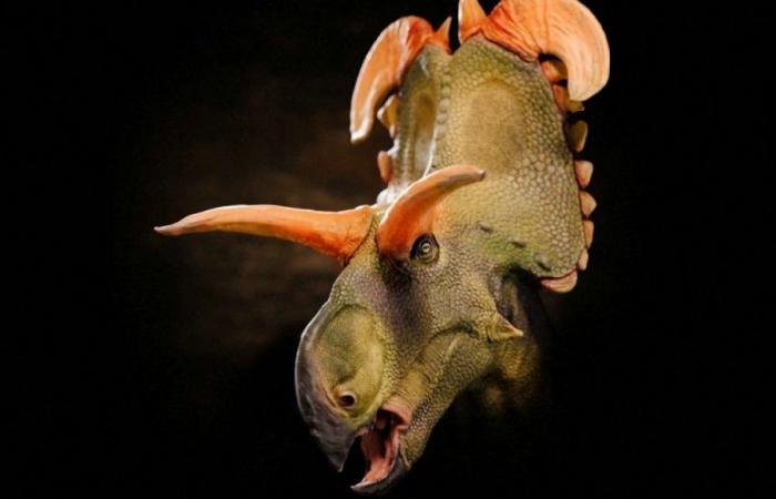 New species of dinosaur on display in Denmark