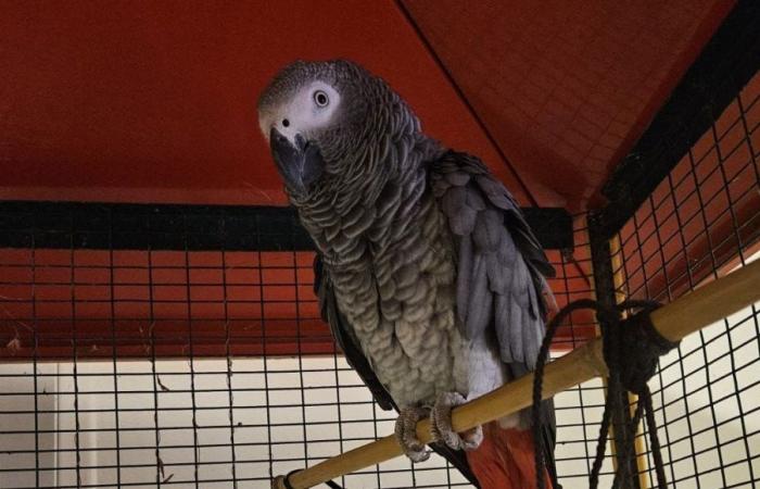 A woman from Drôme finds Tequila, a parrot stolen eight years ago 300 kilometers away in Hérault