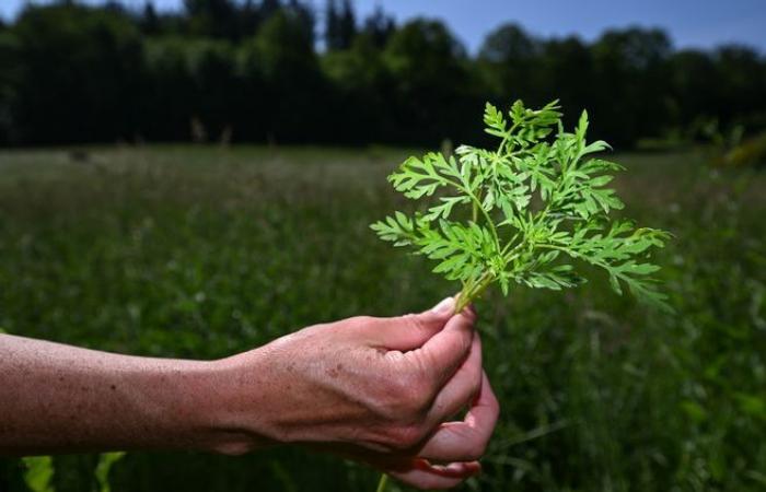 The ARS of Burgundy-Franche-Comté encourages the fight against ragweed