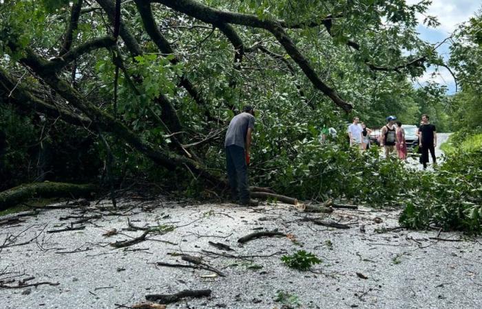 IN PICTURES | Possible tornado? A road blocked after falling trees in Frelighsburg