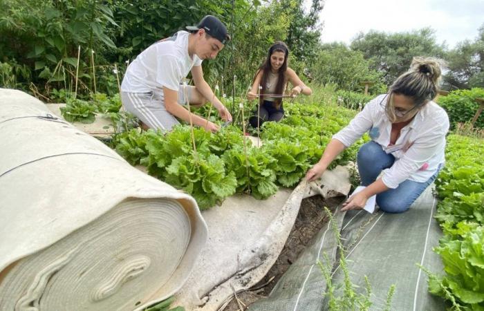 Solidarity salads grown by high school students: the innovative educational experience of the Vert d’Azur campus in Antibes