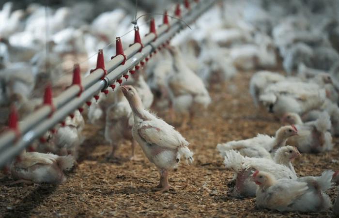 Officials are closely monitoring the bird flu situation in the United States