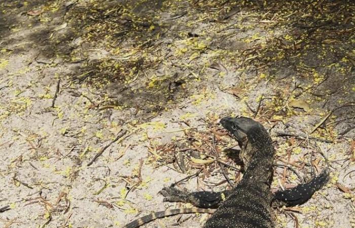 To protect Australian sheep, nothing beats monitor lizards