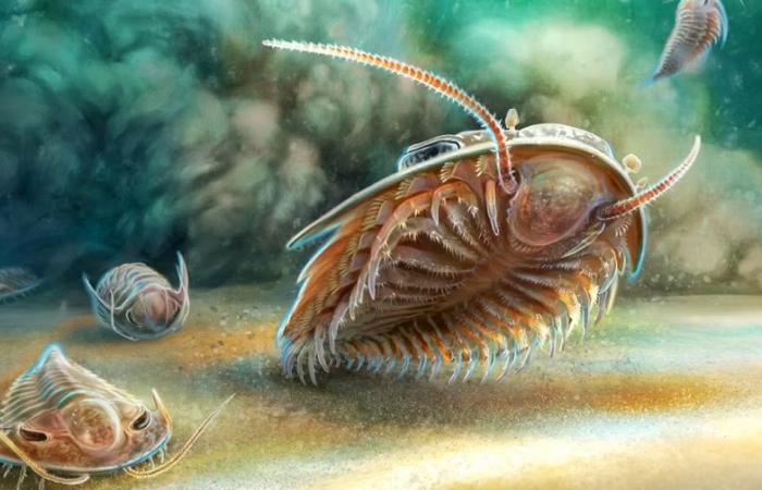 Moroccan and foreign researchers describe for the first time the three-dimensional shape of trilobite fossils
