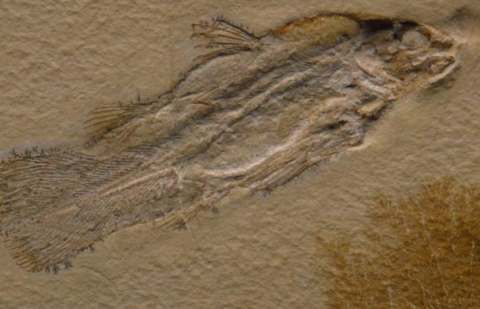 5 Things to Know About Fossils