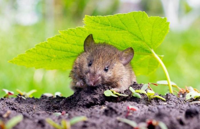 This tip to implement from July is the best to get rid of rodents in the garden this summer 2024