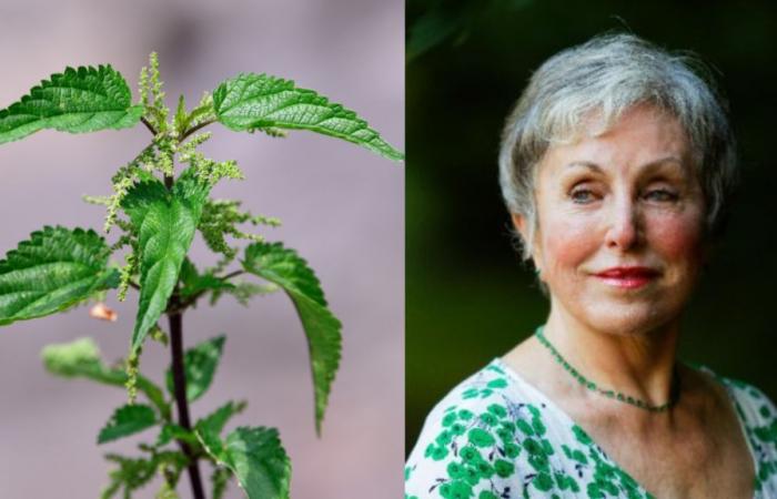 In the United Kingdom, this pollen expert botanist brought down a murderer with her science of nettles