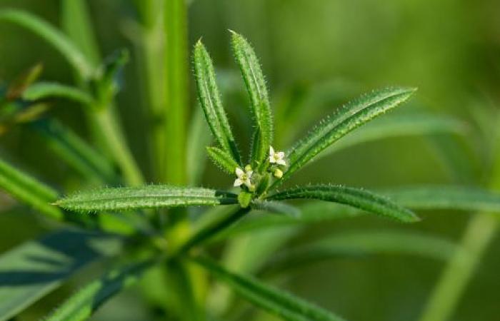 Cleavers, what is this sticky herb that is found in medicine, in cooking and even by NASA?