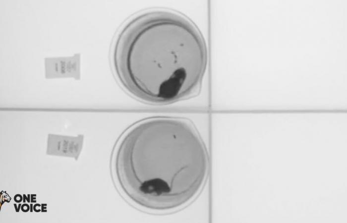 One Voice reveals images of mice subjected to forced swimming test in France ⋆ Savoir Animal