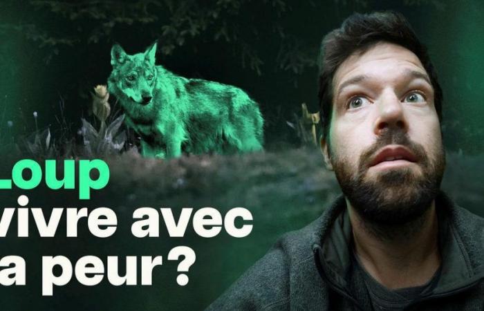 Is the wolf (still) afraid of us? – rts.ch
