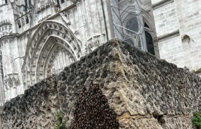 A swarm of 30,000 bees dislodged in Beauvais during the Jeanne-Hachette holidays