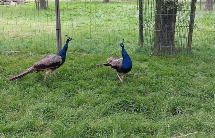 Discover the two new peacocks at the Promenades d’Alençon park