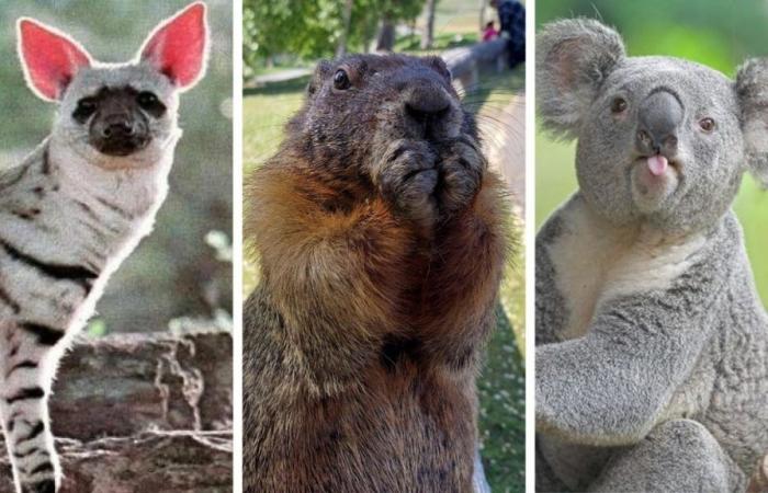 These 27 Funny Animal Pictures Will Make You Smile