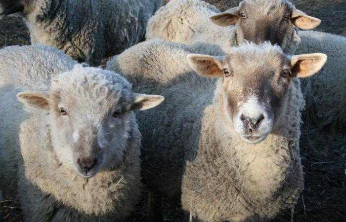 Sheep trained to undergo MRI scans while awake