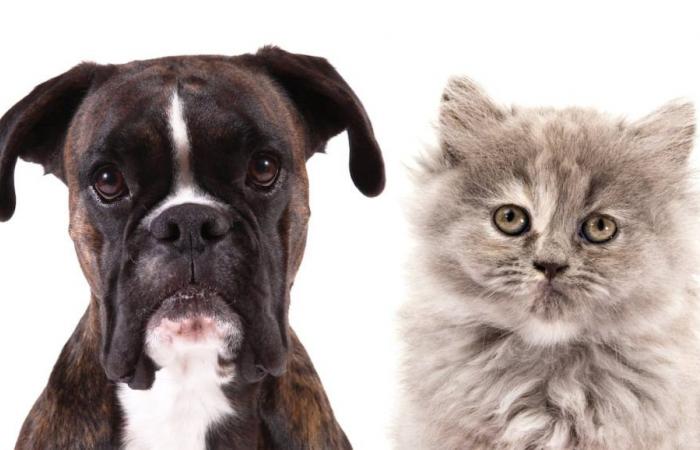 Lost Pet Scam: Eight Tips to Avoid Falling into a Fraudster’s Trap