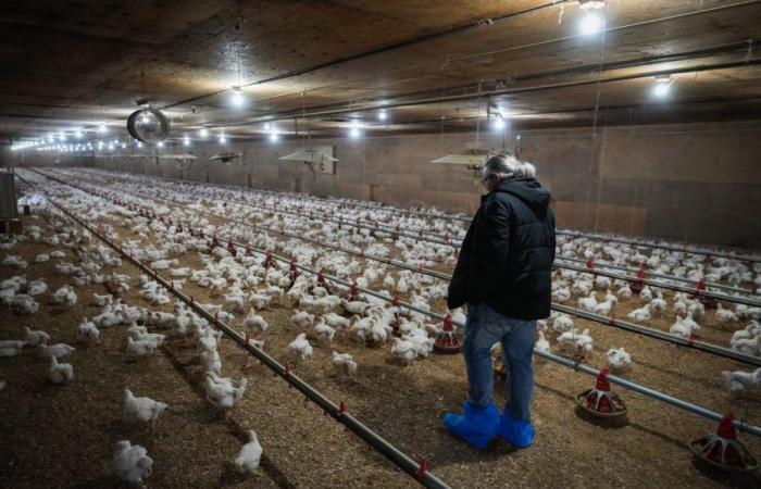 Avian flu has left after-effects on Quebec producers