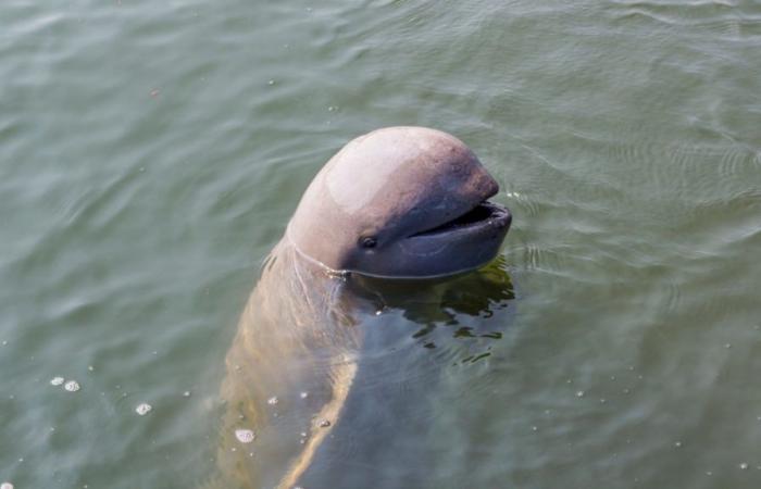 Meet the adorable Irrawaddy dolphins, an endangered species