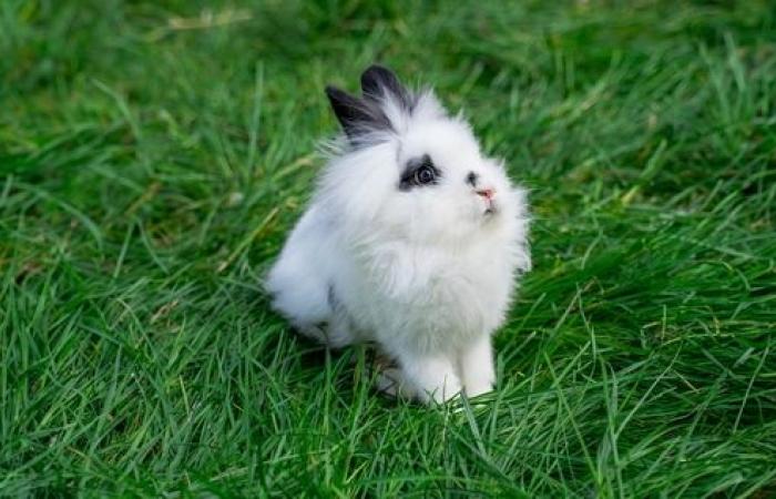 France’s first rabbit park will soon open its doors in Rouen