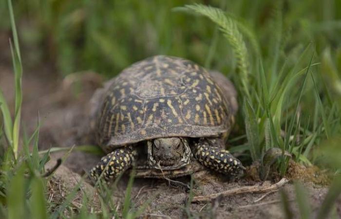 Chinese woman intercepted with 29 turtles near Quebec
