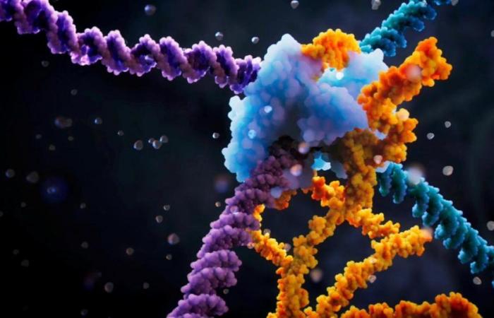 After “genetic scissors”, an “RNA bridge” could revolutionize genome editing