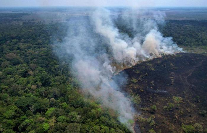 Amazon rainforest hit by wildfires sees worst first half of year in 20 years