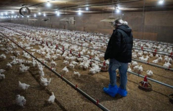 Avian flu has left its mark on Quebec producers