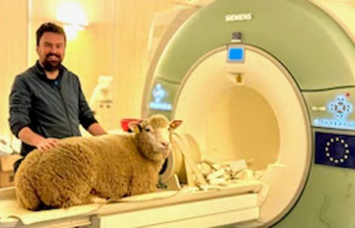 At INRAE ​​in Nouzilly, sheep trained to undergo MRI scans