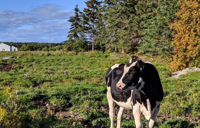Canadian cows flee Charlevoix