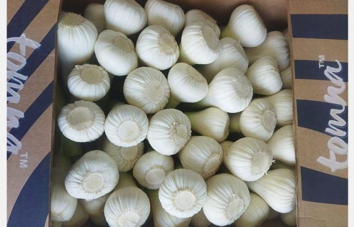 Egyptian garlic price triples, but remains lower than competitors
