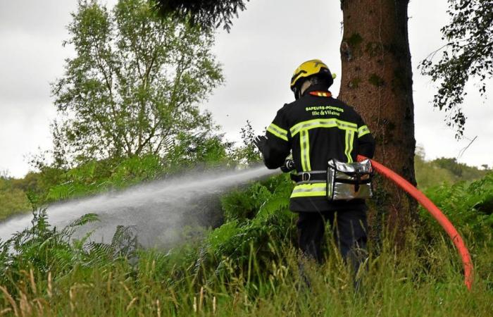 Fight against forest fires in Ille-et-Vilaine: what changes in 2024