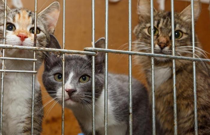 NB SPCA launches assistance for low-income pet owners