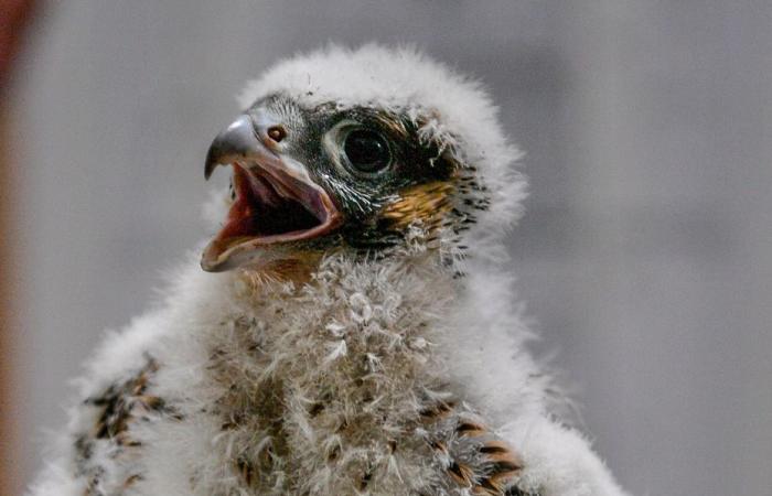 Two baby peregrine falcons were born in the nest boxes of the Abbaye aux Hommes in Caen