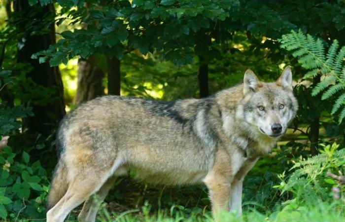 This incredible ability of the mutant wolves of Chernobyl fascinates science