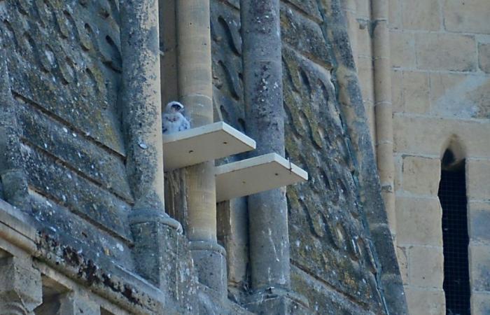A baby falcon was born at Abbaye-aux-Hommes, its goal in life: to scare away the pigeons of Caen!