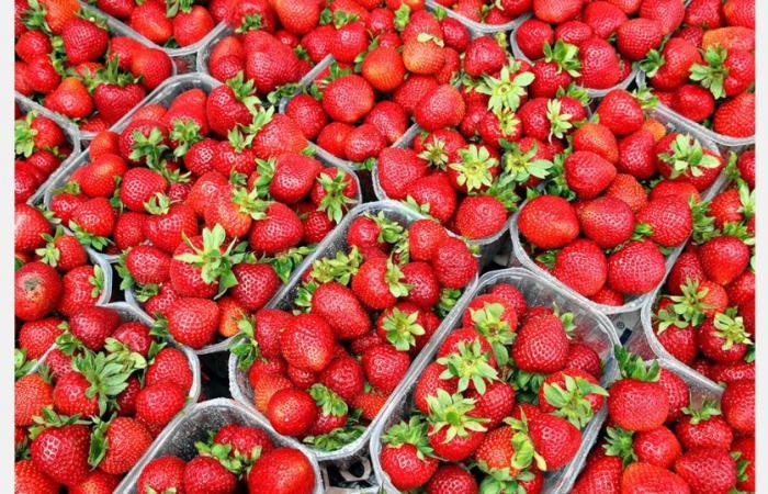 Morocco ranks among the world’s top 10 strawberry producers