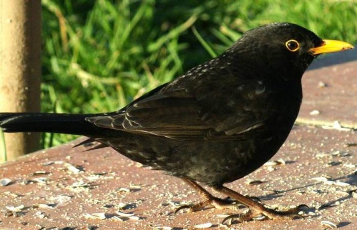 Biodiversity in the Auray region. Do you really know the blackbird?
