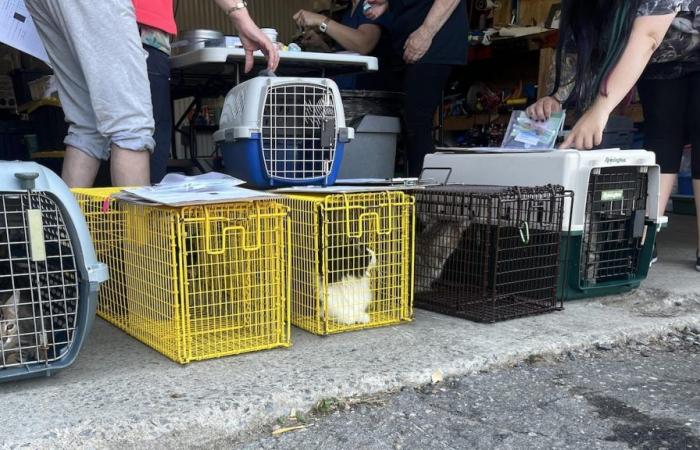 A mobile clinic visiting Saguenay to sterilize cats