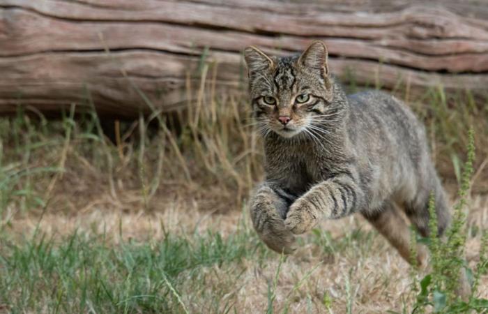 Cat hunt open… to children in New Zealand: “They’re like the devil on meth”
